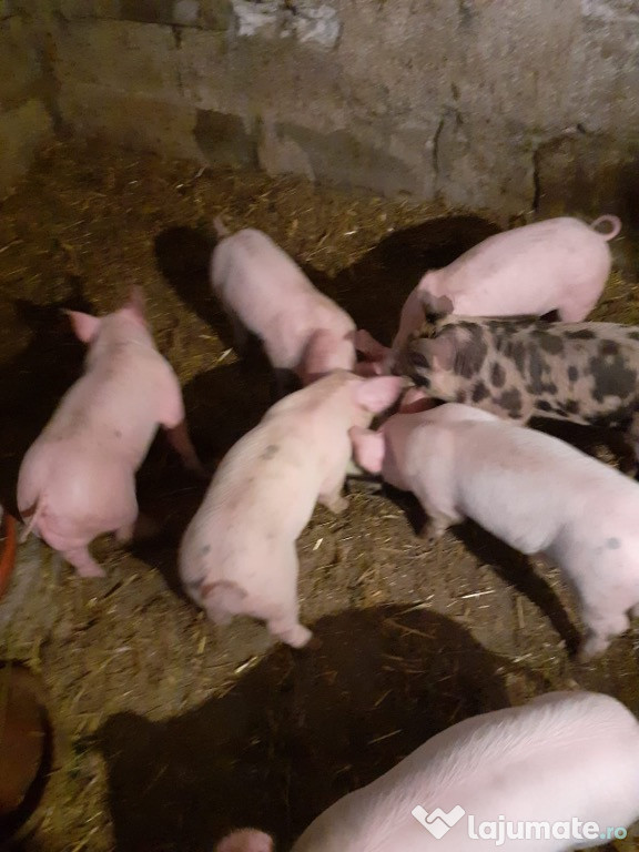 Vand porci (6 saptamani)