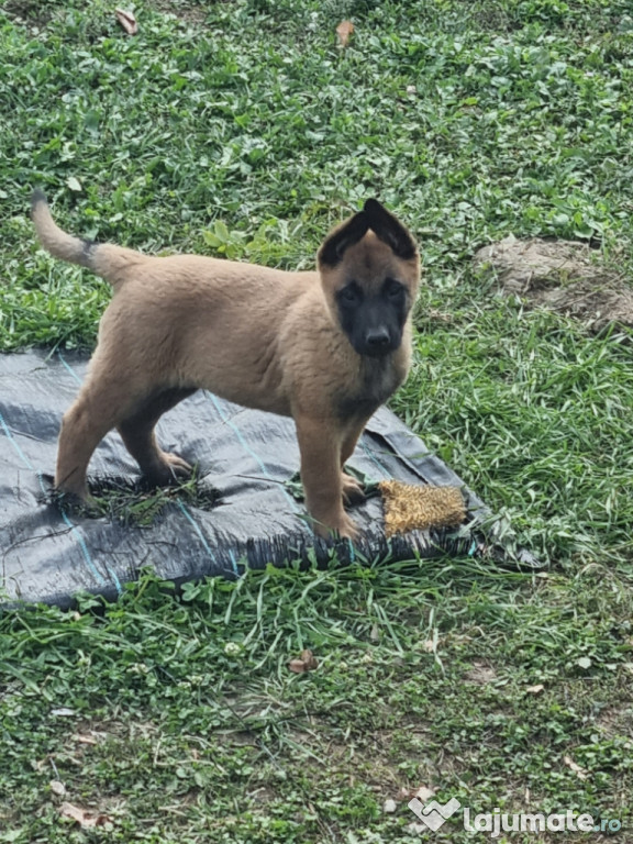 Ciobanesc belgian