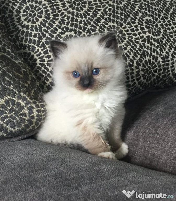 Ragdoll cu ochișorii albaștri