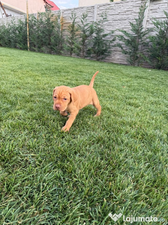 Vizla Maghiara cu Pedigree