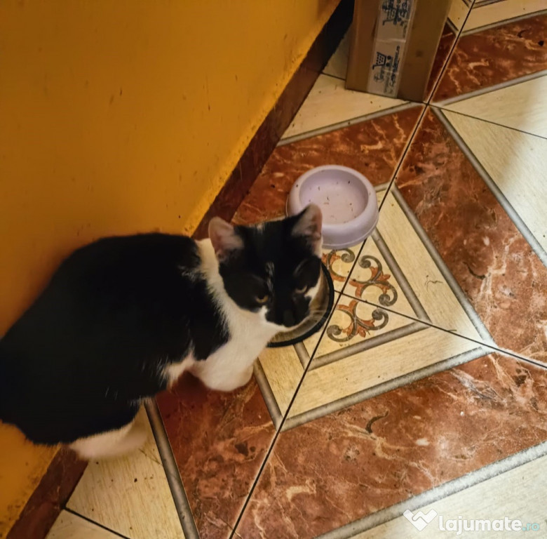 Adoptie pui de pisica