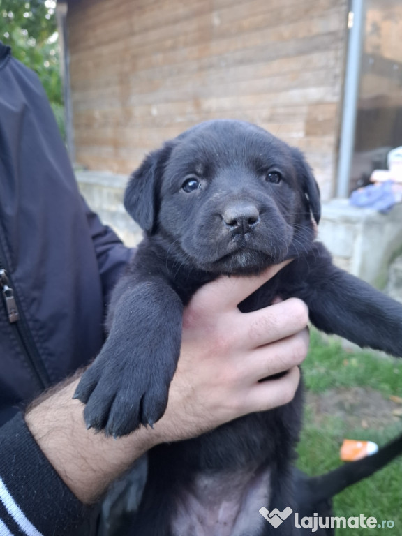 Catelusi Cane Corso