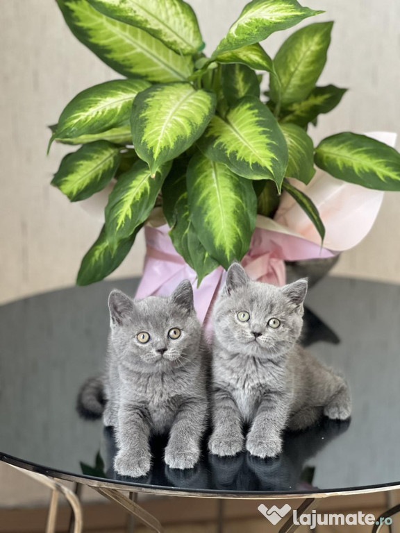 British shorthair motănei și pisicuțe