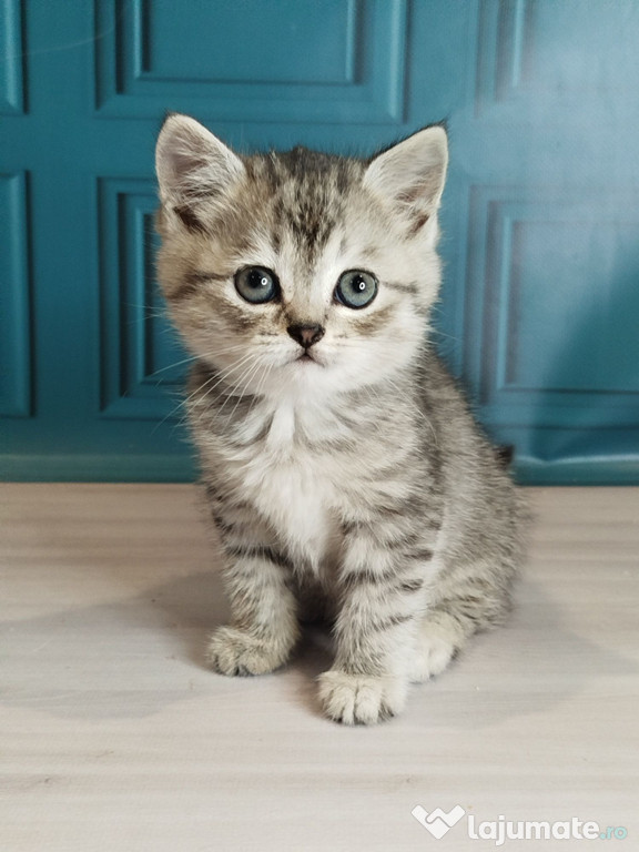 British shorthair puiuți