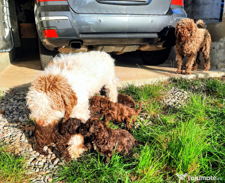 Lagotto Romagnolo