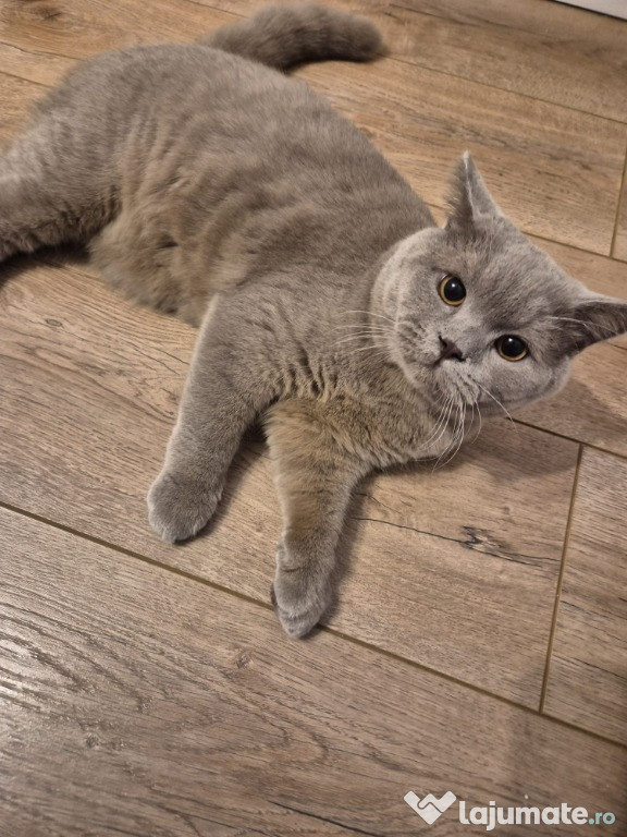 Pisica British Shorthair Lila