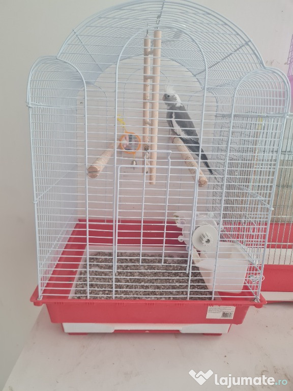 Nimfa cu cusca .pereche agapornis cu cusca