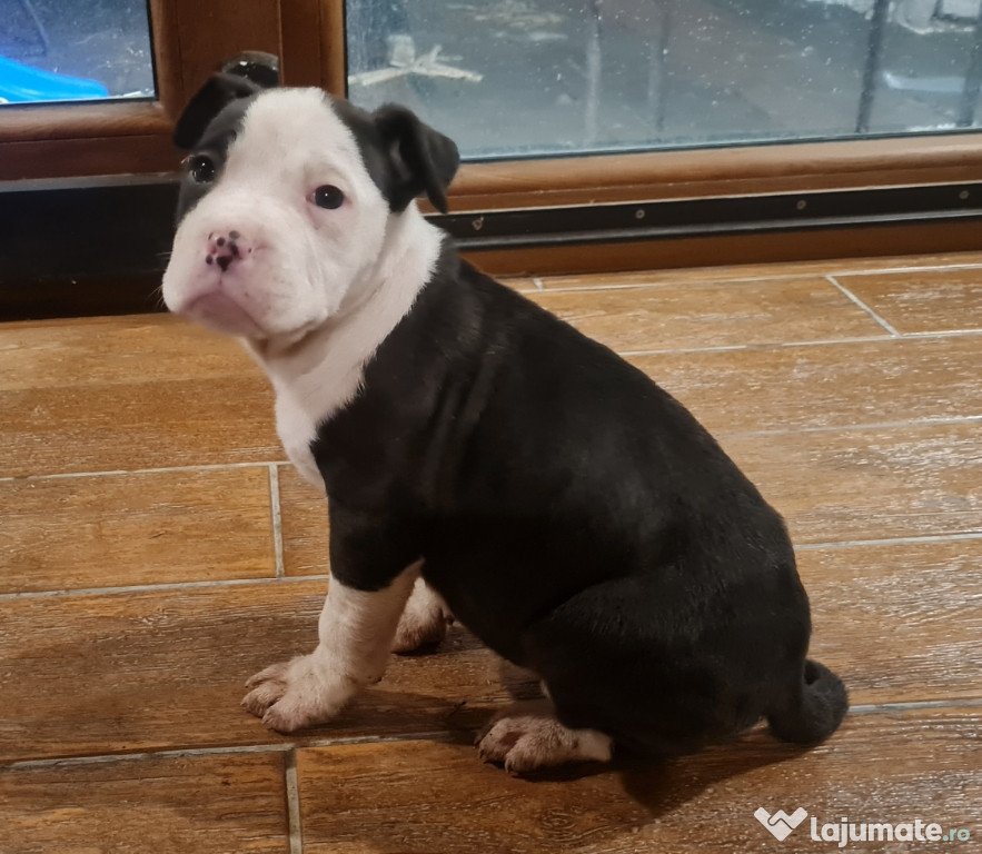 AMSTAFF (American Staffordshire Terrier)