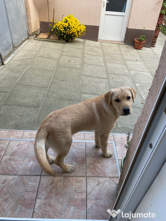 Donez gratuit Cățelușă labrador