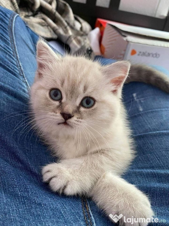 Radgoll frumoși activi