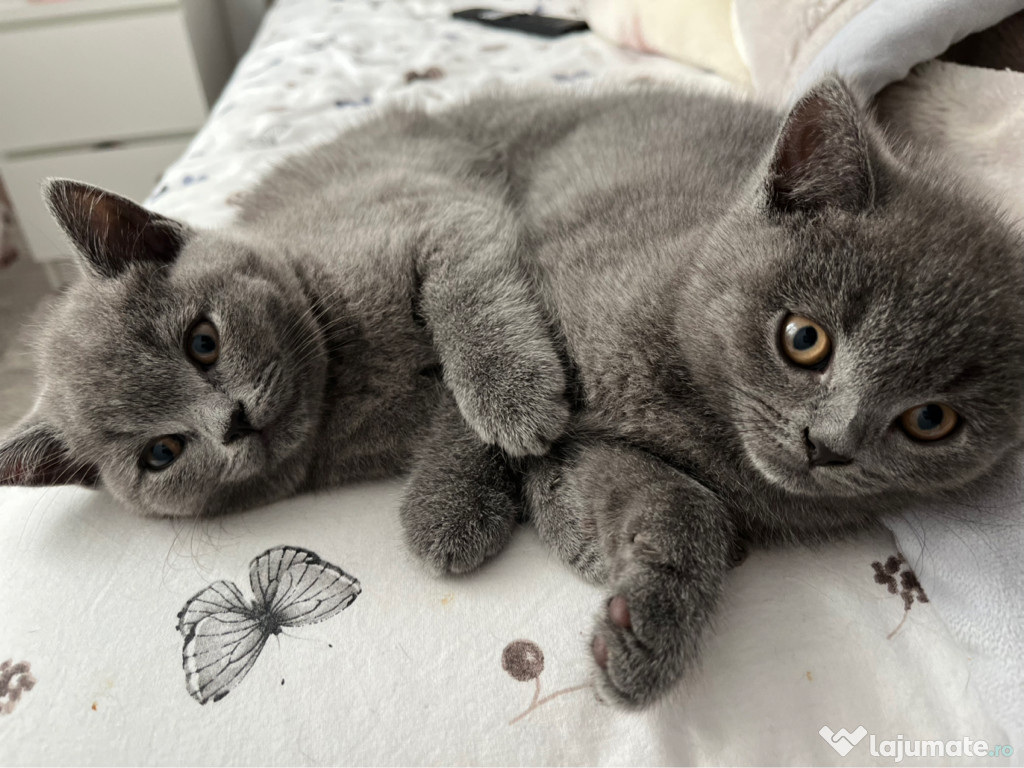 British shorthair