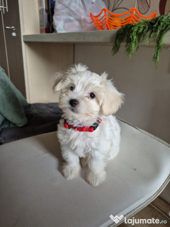 De vanzare bichon maltez