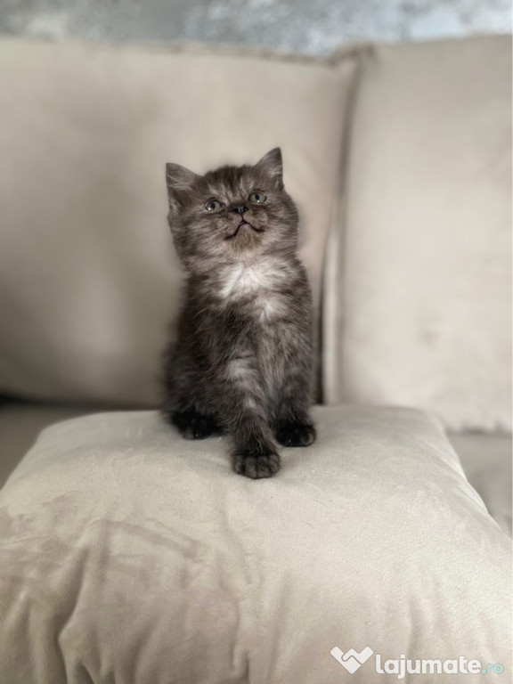 British shorthair pisoiasi