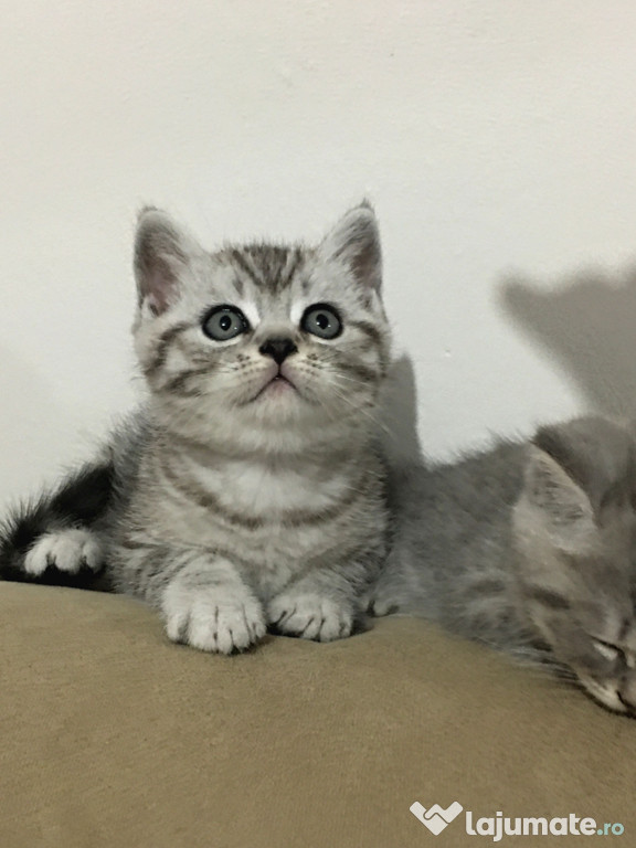 British shorthair puiuți superbi