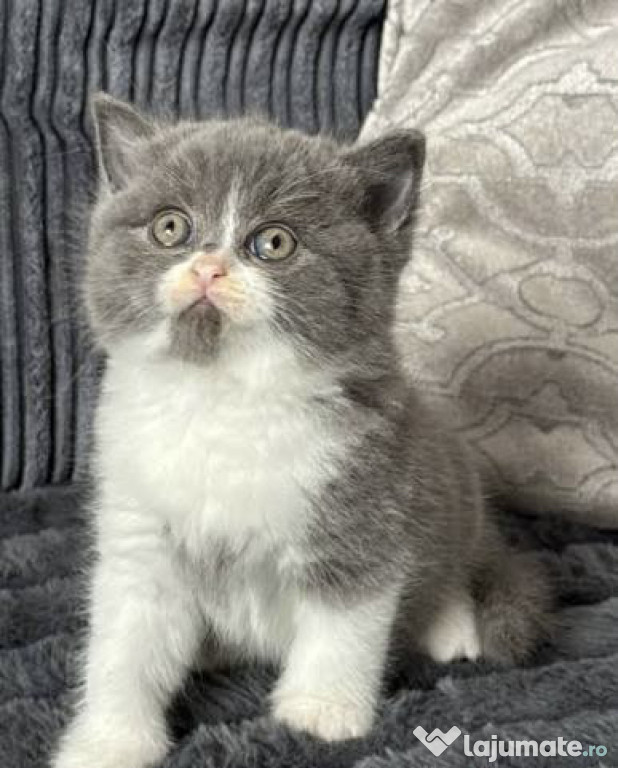 British shorthair pui superbi