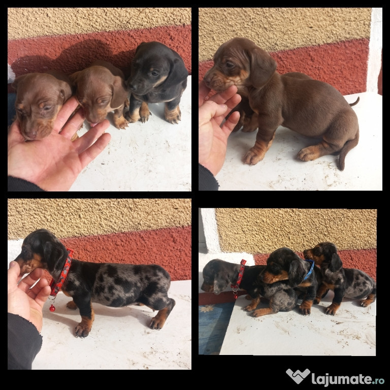 Căței Teckel diferite culori