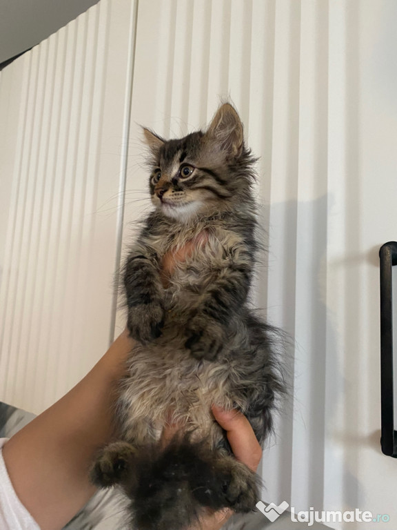 Siberiană de pădure pui