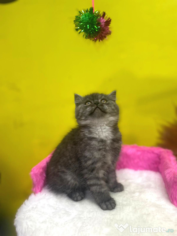 British shorthair pui