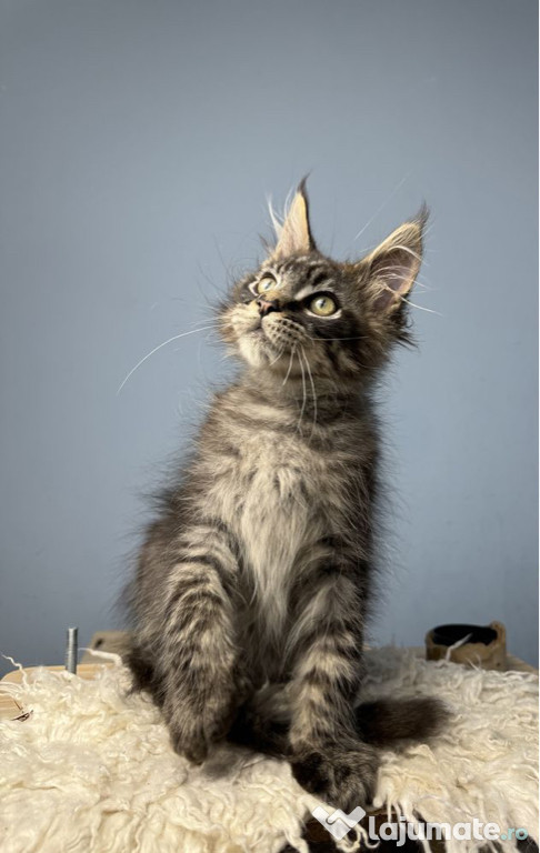 Mâine coon pui superbi