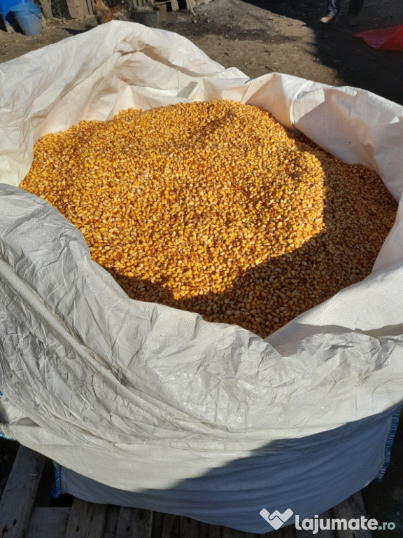 Porumb boabe recent recoltat