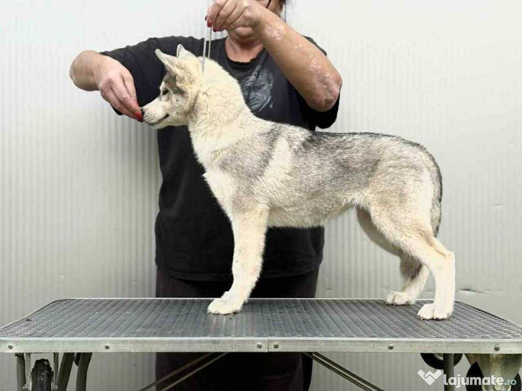 Siberian Husky – cățelușă