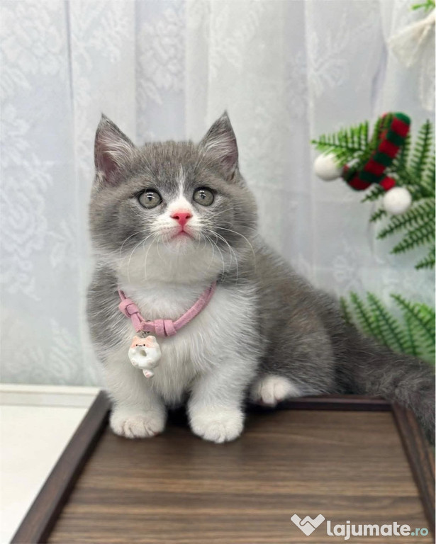 British shorthair băieței și fetițe