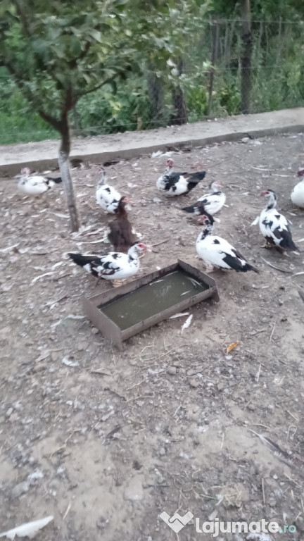 Rațe și rățoi lesesc