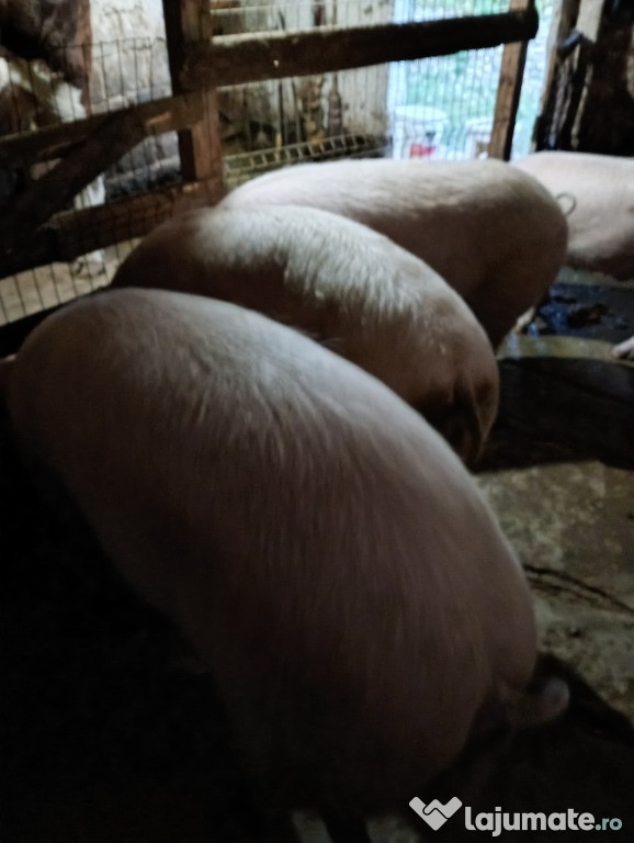 Porci de vânzare!