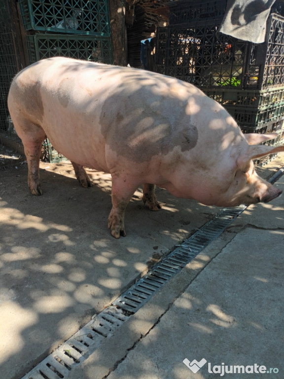 Porci cu greutatra cuprinsă între 200 și 350 kg