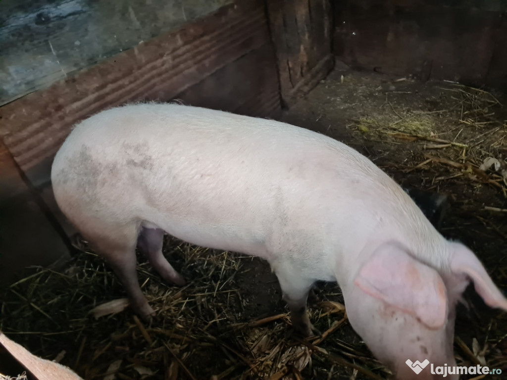 Vand porci de craciun