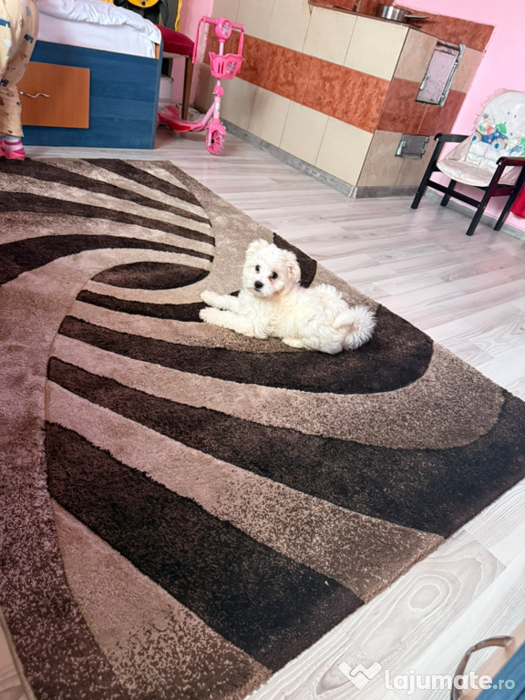 Bichon maltez două luni jumate