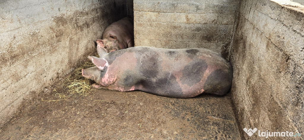 Vand Porci 16 lei/kg