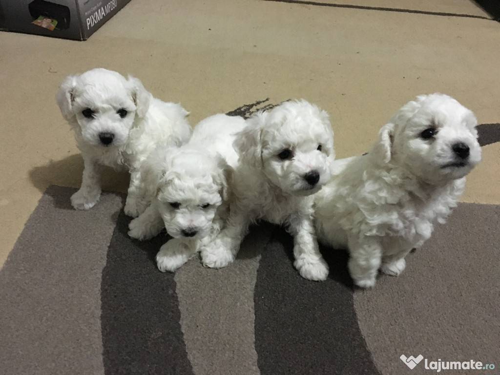 Vand Bichon Frise Rasa Pura