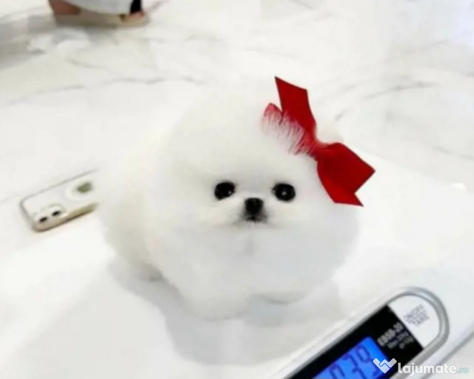 Pomeranian talie mica rasă pura