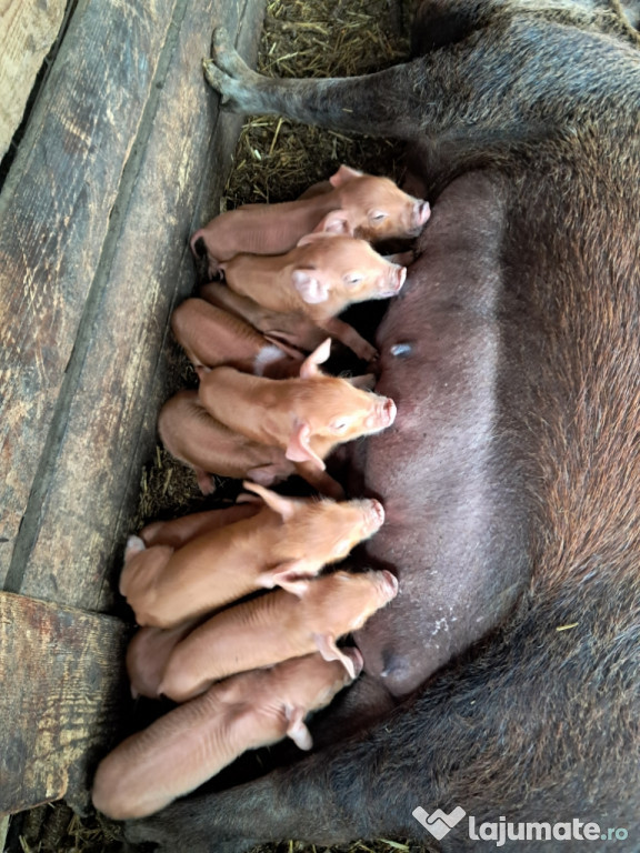 Scroafă cu 12 purcei duroc