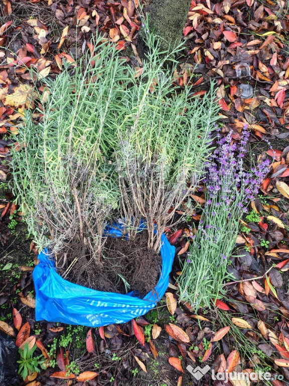 Vând butași soi Angustifolia