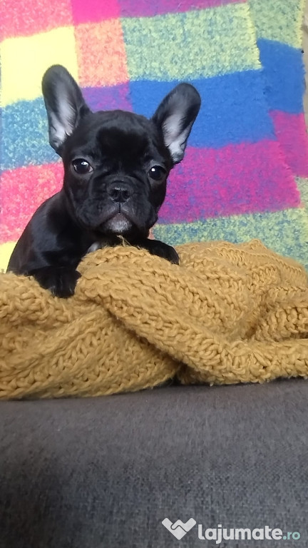 Bulldog francez Femelă