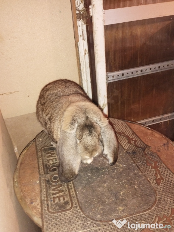 Iepuri berbec german