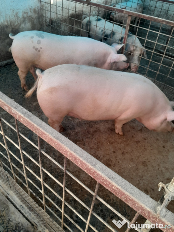 Disponibili pentru Crăciun