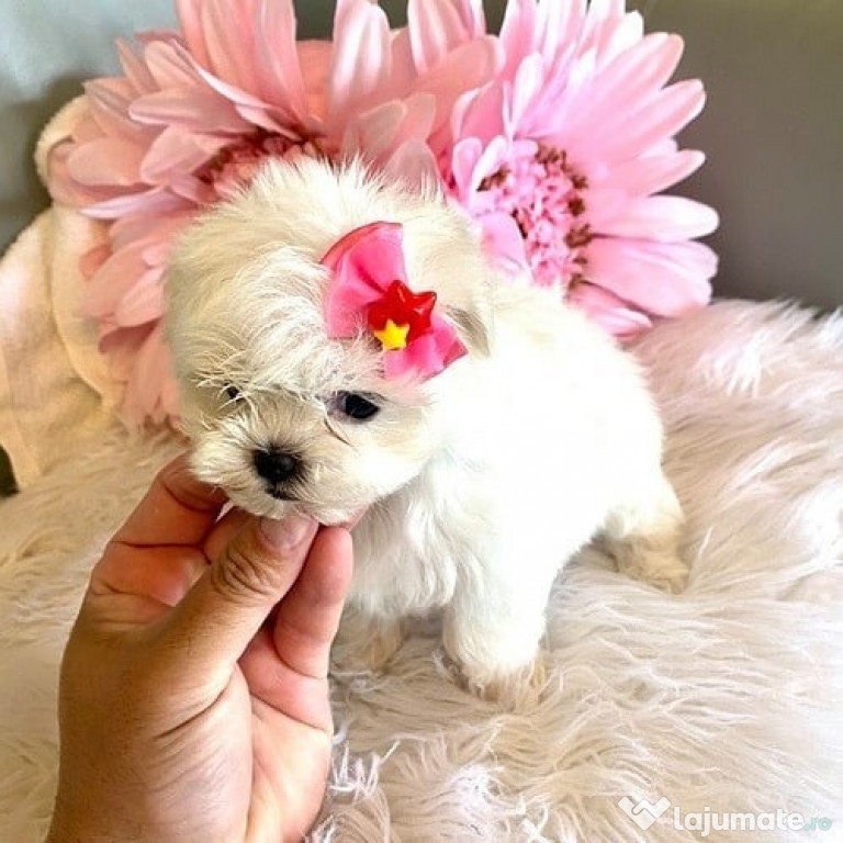 Bichon Maltez pentru tine în acest sezon de Crăciun