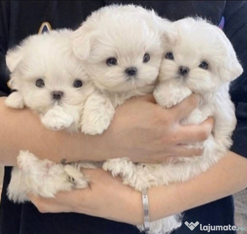 Bichoni maltez fetite si baietei