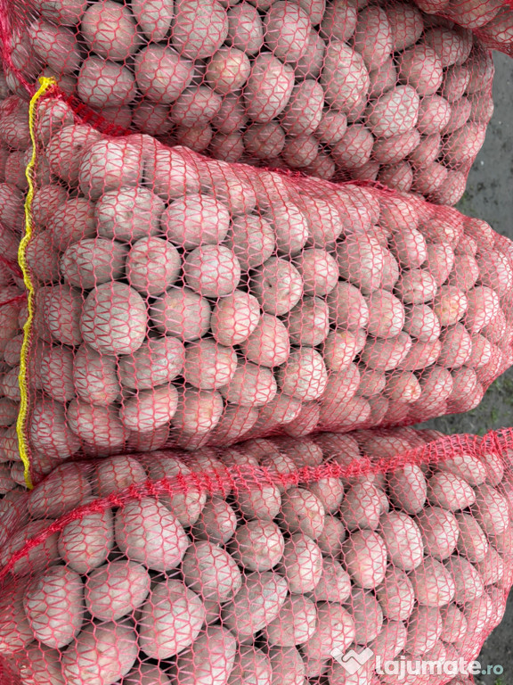 Cartofi Sǎmântǎ Rosu