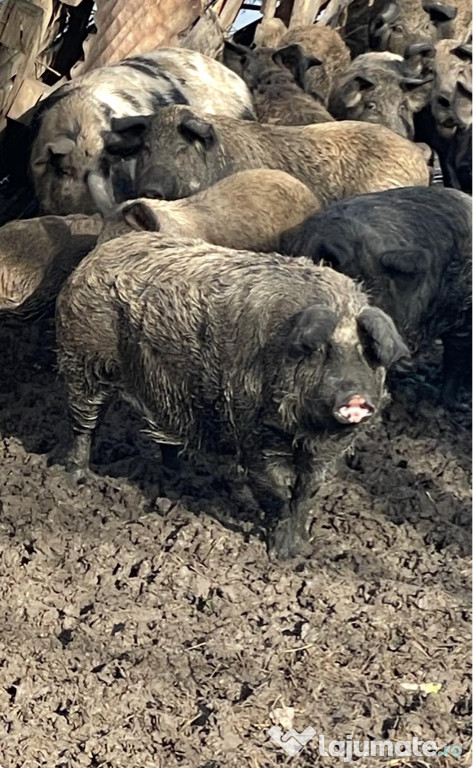 Mangaliță încrucișați cu mistreț