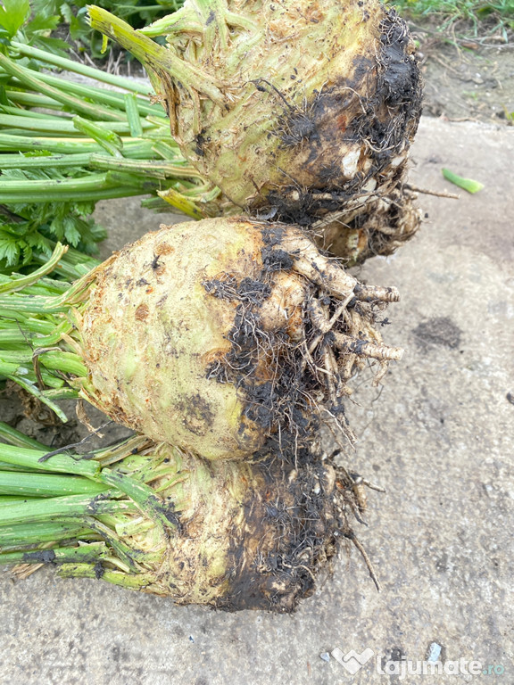 Țelină calitate superioară