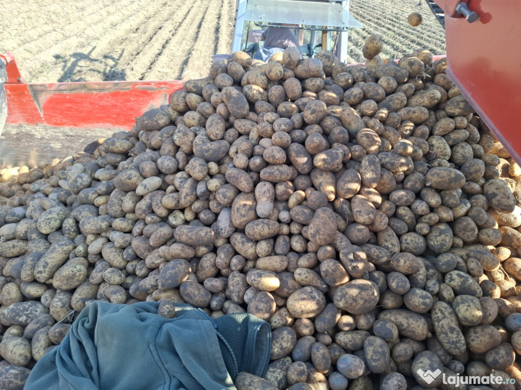 Cartofi de consum calibru mare