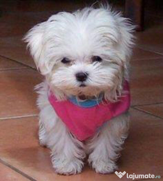 Bichon maltez mascul talie micuta