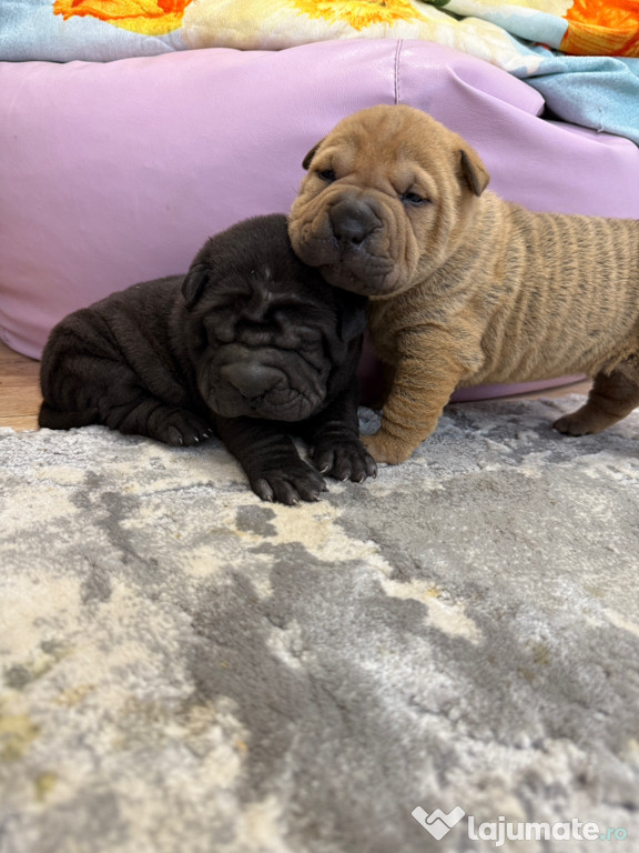 Shar pei /sharpei