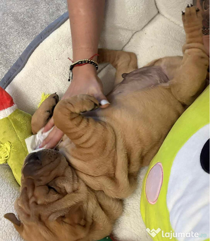 Shar pei adorabili