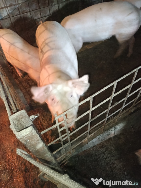 Vând porci de tăiat