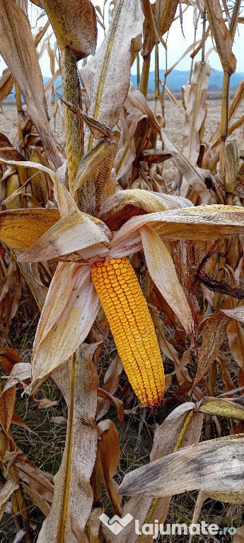 Porumb stiuleti productie 2025